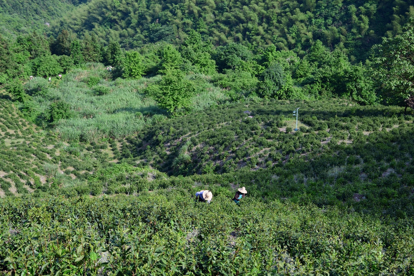 松萝山 song luo shan tea